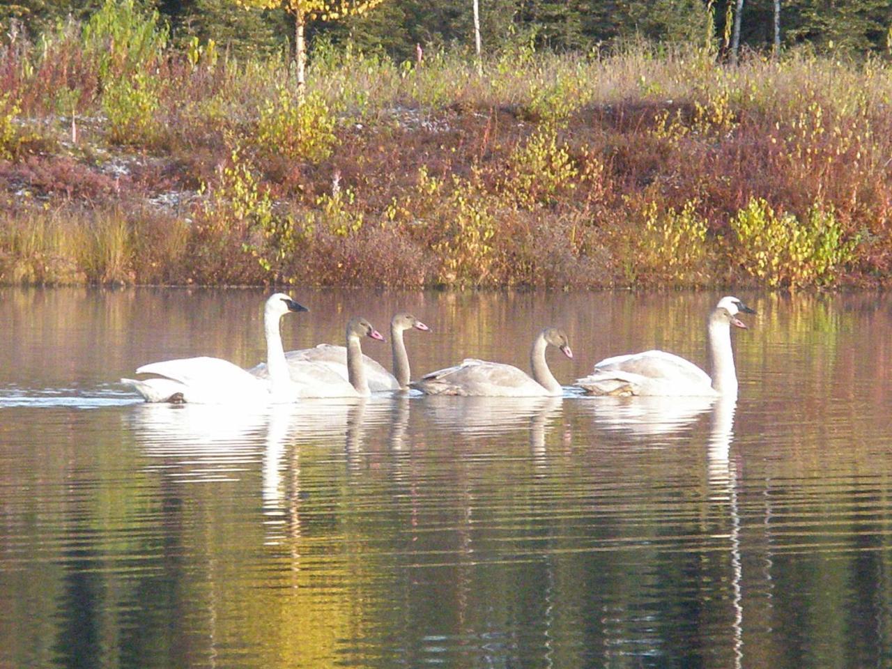 Talkeetna Lakeside Cabins Denali Luaran gambar